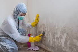 Reliable Rancho Viejo, TX Mold Removal Solutions